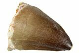 Fossil Mosasaur (Prognathodon) Tooth - Morocco #280097-1
